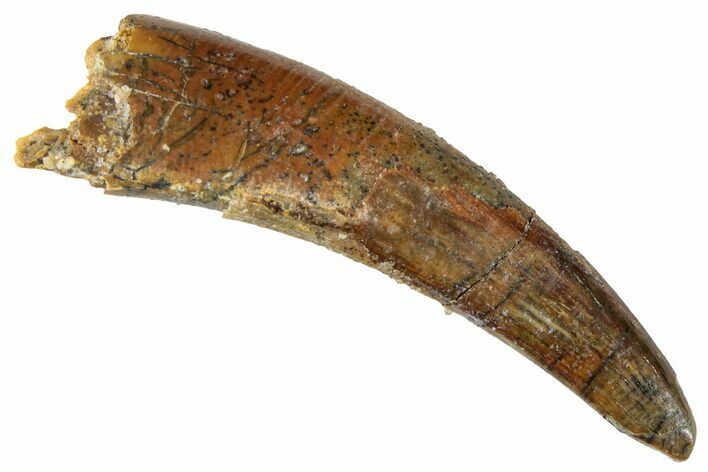 Fossil Pterosaur (Siroccopteryx) Tooth - Morocco #295134